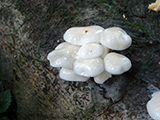 Bauxitbnya